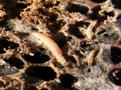 : Wax moth larva destruction