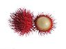 rambutan2