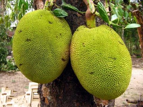 jackfruit2.jpg