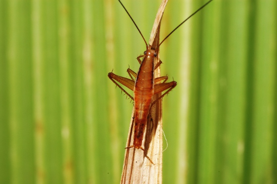 : jumping-cockroach photo