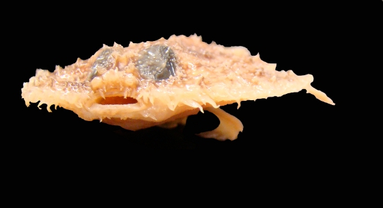 : pancake batfish photo