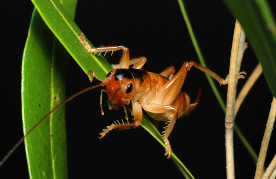 : pollinating cricket photo