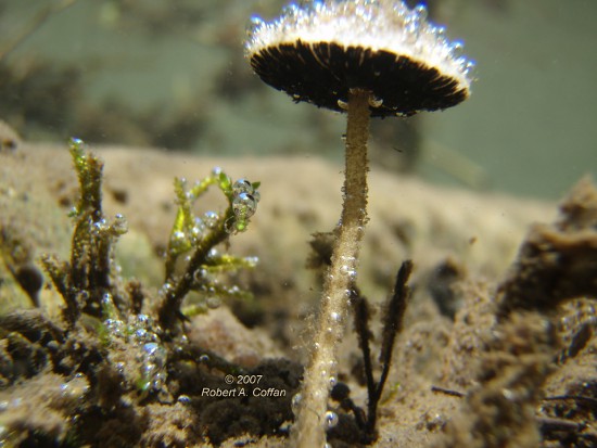 : underwater mushroom photo