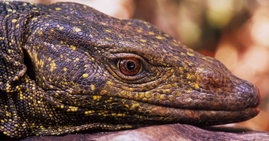 : varanus bitawa monitor lizard photo